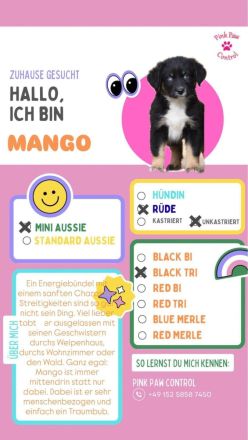 Miniature Australian Shepherd-Welpen