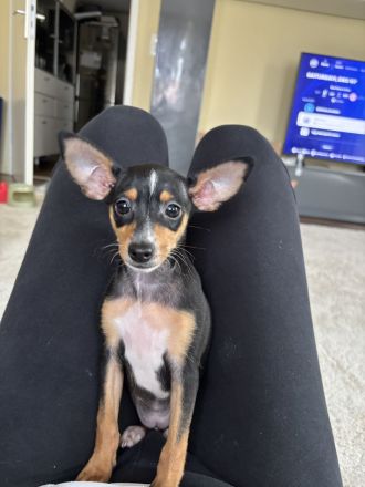 Zwergpinscher Hündin