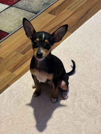 Zwergpinscher Hündin
