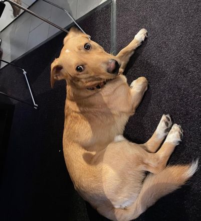 verschmuster, schlauer Mischling Balou