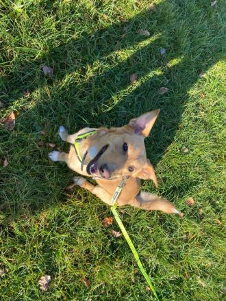 verschmuster, schlauer Mischling Balou