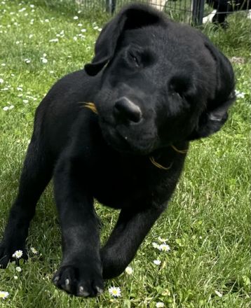 Labrador Mischlinge