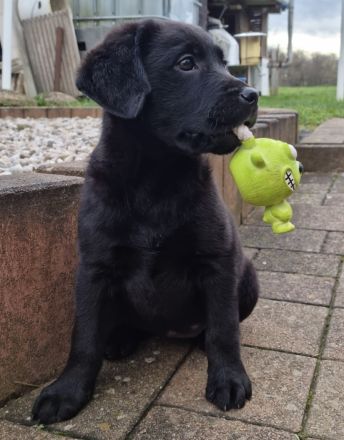 Labrador Mischlinge
