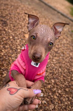American Hairless Terrier Welpen