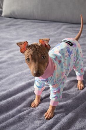 American Hairless Terrier Welpen