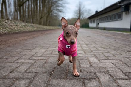 American Hairless Terrier Welpen