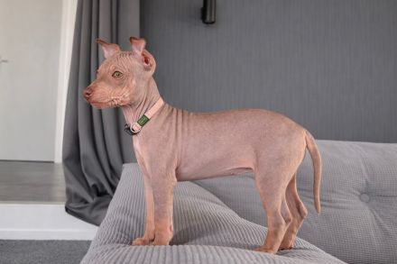American Hairless Terrier Welpen