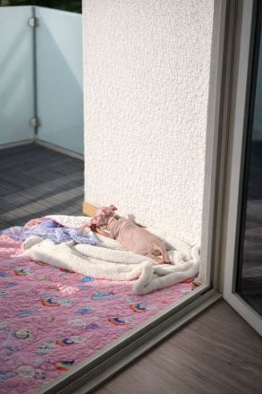 American Hairless Terrier Welpen