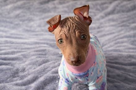American Hairless Terrier Welpen