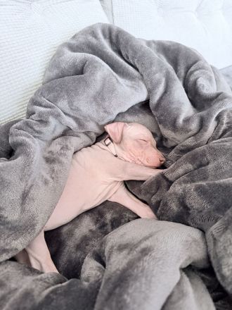 American Hairless Terrier Welpen