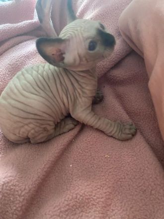 Reinrassige Canadian Sphynx