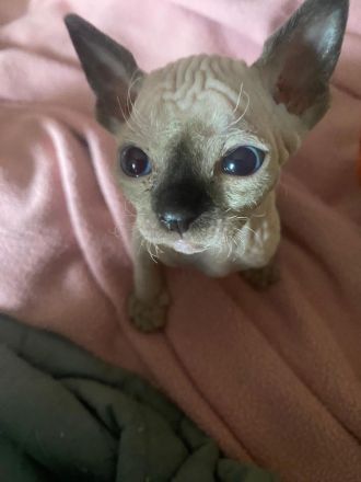 Reinrassige Canadian Sphynx