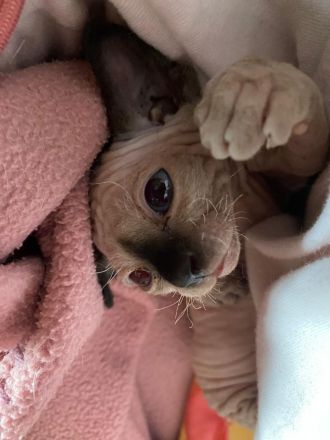 Reinrassige Canadian Sphynx