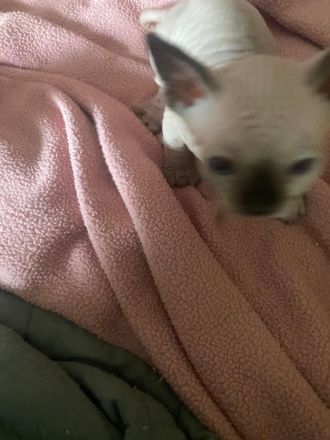 Reinrassige Canadian Sphynx