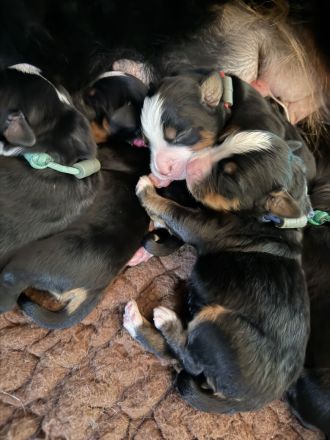 Berner Sennenhund Welpe- Rüde mit Ahnentafel