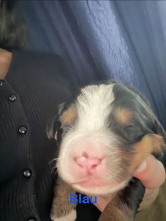 Berner Sennenhund Welpe- Rüde mit Ahnentafel