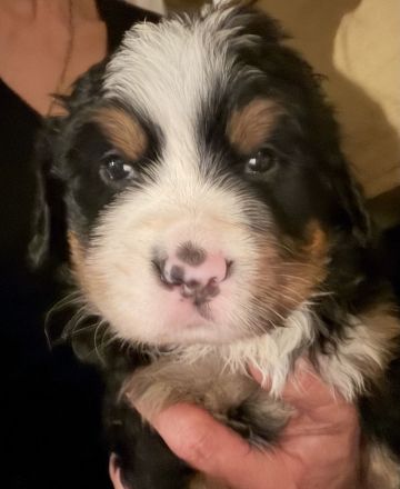 Berner Sennenhund Welpe- Rüde mit Ahnentafel