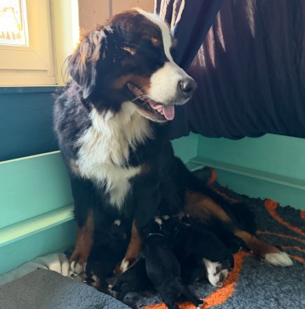 Berner Sennenhund Welpe- Rüde mit Ahnentafel