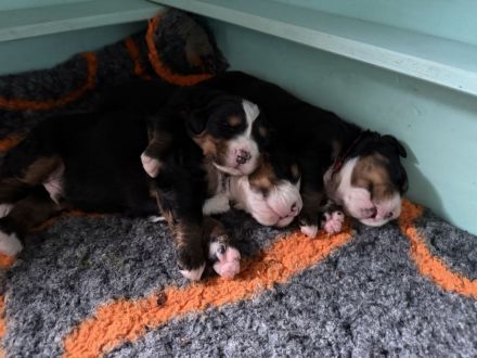 Berner Sennenhund Welpe- Rüde mit Ahnentafel