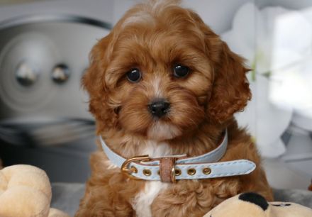 Wunderschöne Cavapoo Welpen (Toypudel/Zwergpudel + Cavalier King Charles Spaniel) mit Ahnentafel