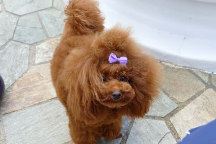 Wunderschöne Cavapoo Welpen (Toypudel/Zwergpudel + Cavalier King Charles Spaniel) mit Ahnentafel