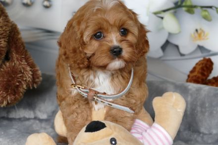 Wunderschöne Cavapoo Welpen (Toypudel/Zwergpudel + Cavalier King Charles Spaniel) mit Ahnentafel