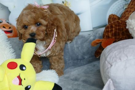 Wunderschöne Cavapoo Welpen (Toypudel/Zwergpudel + Cavalier King Charles Spaniel) mit Ahnentafel