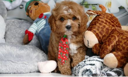 Wunderschöne Cavapoo Welpen (Toypudel/Zwergpudel + Cavalier King Charles Spaniel) mit Ahnentafel
