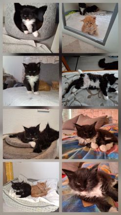 Maine Coon Kitten reinrassig