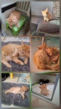 Maine Coon Kitten reinrassig