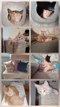 Maine Coon Kitten reinrassig