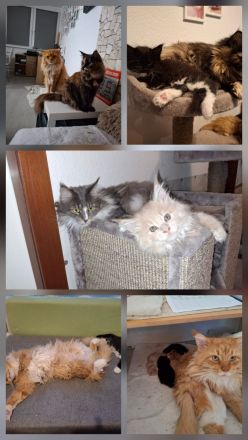 Maine Coon Kitten reinrassig