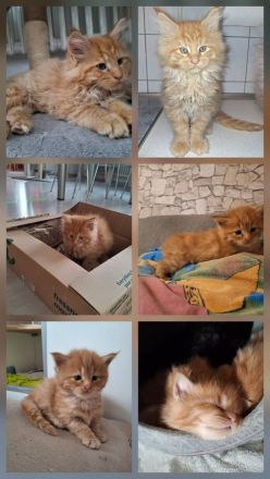 Maine Coon Kitten reinrassig