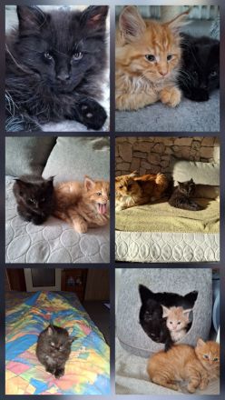 Maine Coon Kitten reinrassig