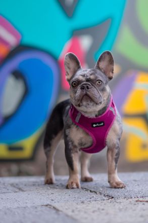 Französische Bulldogge Hündin 3.5 j.alt