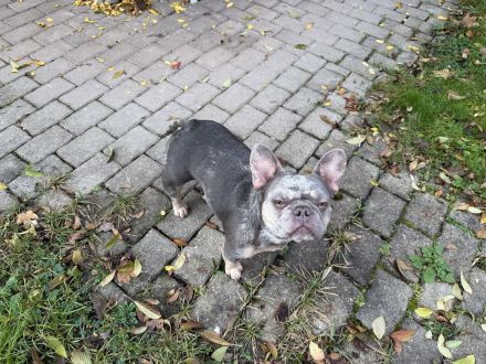 Französische Bulldogge Hündin 3.5 j.alt