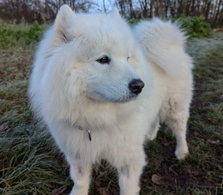 Samojedenhündin Ida