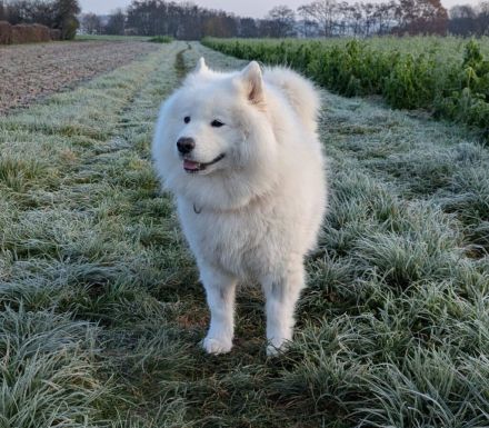 Samojedenhündin Ida
