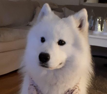 Samojedenhündin Ida