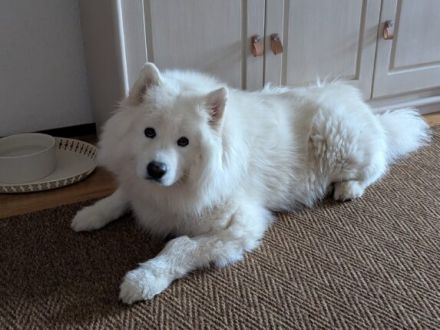 Samojedenhündin Ida