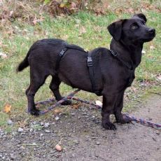 Dackel-Terrier-Mix Junghündin "Nowa" sucht ein Zuhause