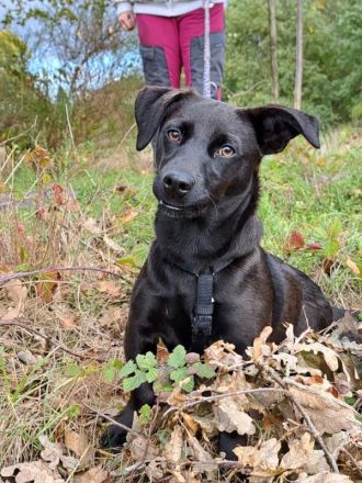 Dackel-Terrier-Mix Junghündin "Nowa" sucht ein Zuhause