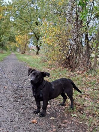 Dackel-Terrier-Mix Junghündin "Nowa" sucht ein Zuhause