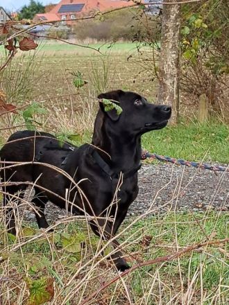 Dackel-Terrier-Mix Junghündin "Nowa" sucht ein Zuhause