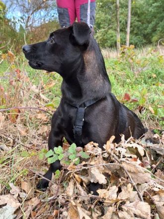 Dackel-Terrier-Mix Junghündin "Nowa" sucht ein Zuhause