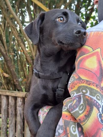 Dackel-Terrier-Mix Junghündin "Nowa" sucht ein Zuhause