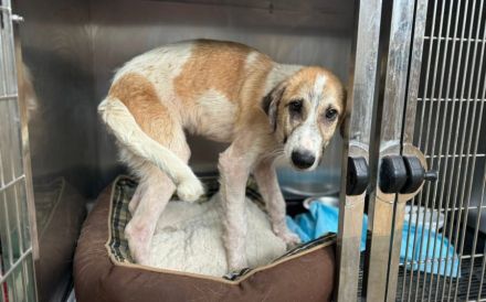 Sensibler, menschenbezogener Sullivan sucht liebevolles Zuhause