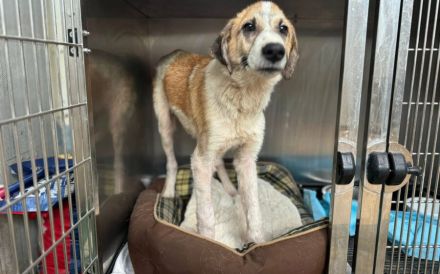 Sensibler, menschenbezogener Sullivan sucht liebevolles Zuhause