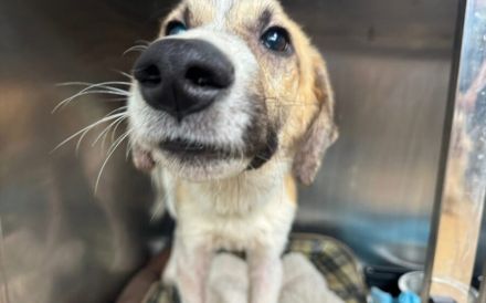 Sensibler, menschenbezogener Sullivan sucht liebevolles Zuhause