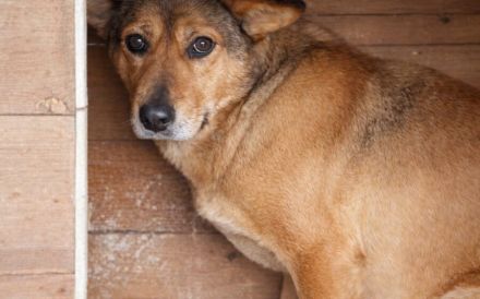 Sanfte Hündin Jenny wartet leise auf ihre Menschen